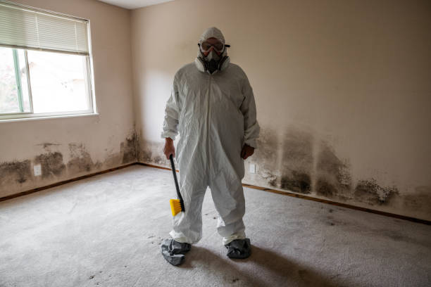 Best Post-Flood Mold Remediation in Seaford, NY